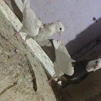 طوقی کاکل عطیقه|پرنده|زاهدان, |دیوار