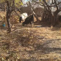 بز نر|حیوانات مزرعه|قروه, |دیوار