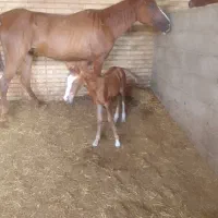فروش مادیان وکره کره بن بن طوطی