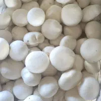 فروش عمده و خرده همه رقم قارچ از کارخانه
