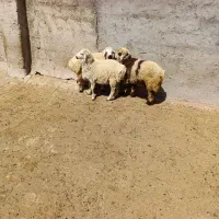 بره نر و کهره|حیوانات مزرعه|شیراز, ارم|دیوار