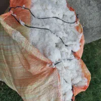 پنبه حلاجی شده