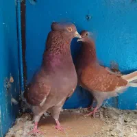 کبوتر ساعتی