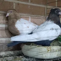 کبوترجفت سینه ای پاک|پرنده|تفت, |دیوار