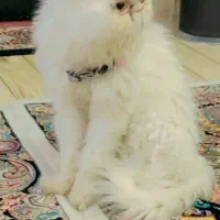 گربه پرشین نر