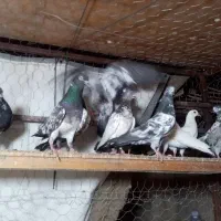 کبوتر تیدی پاکستانی
