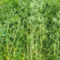 یونجه دشت مغان قدیم چین اول