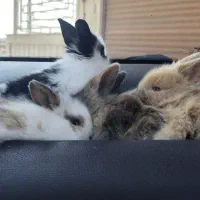 خرگوش لوپ دوماهه|موش و خرگوش|پرند, فاز ۴|دیوار