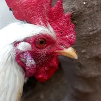 خروس محلی|حیوانات مزرعه|دهدشت, |دیوار