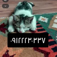سیم کارت همراه اول