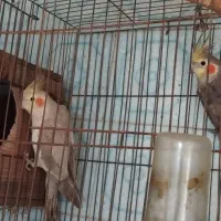 جفت عروس هلندی|پرنده|رشت, دروازه لاکان|دیوار
