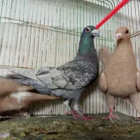 فروش تعداد چند کفتر