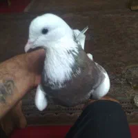 کبوتر طوقی|پرنده|تهران, اتحاد|دیوار