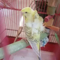 مرغ عشق پروانه ای