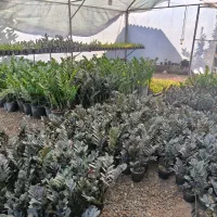 گل زیر قیمت|گل و گیاه طبیعی|بابل, |دیوار