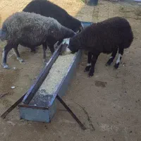 بره ماده سرخ قلمدار جهت داشتی