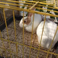 انواع خرگوش|موش و خرگوش|محمودآباد, |دیوار