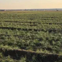 زعفران-کشت-شده