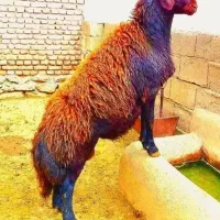 گوسفند نر ماده گوشت جگر سالم  یافت اباد. ری. هنگام