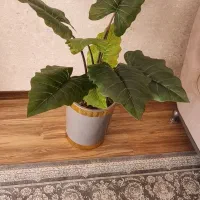 گل بابا آدم جنس خارجی با ضمانت|گل مصنوعی|بروجرد, |دیوار