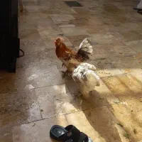 مرغ و خروس