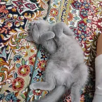 بچه گربه اسکاتیش|گربه|کرمان, |دیوار