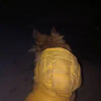 پامرانین روباهی ماده