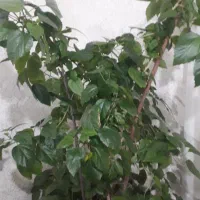 گل خانگی|گل و گیاه طبیعی|اردبیل, |دیوار