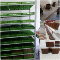 سمنوی سنتی شهر دَرَق(خراسان شمالی (