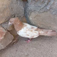 کبوتر