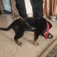 حیوان|سگ|حمیدیا, |دیوار