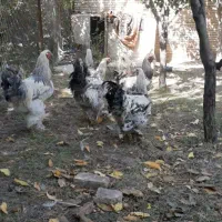 خروس برهمان|حیوانات مزرعه|سلماس, |دیوار