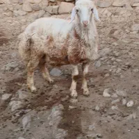 بره قوچ چال  مخصوص عشق بازان