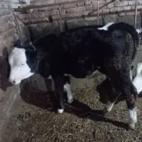 گاو گوساله فروش|حیوانات مزرعه|اردبیل, |دیوار