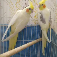 عروس هلندی بالغ