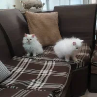 توله گربه پرشین سفید و بریتیش