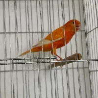 قناری نر مست|پرنده|بندر ماهشهر, |دیوار