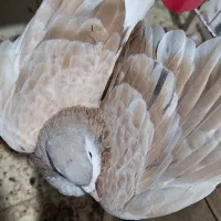 ساده هفت رنگ