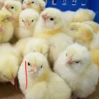 جوجه گلپایگانی 2 روزه