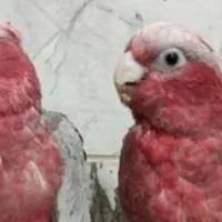 فوری حراج فروش جوجه پرندگان خانگی (انواع طوطی)|پرنده|ری, علایین|دیوار