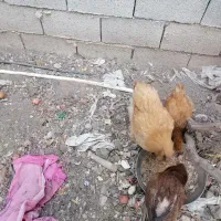 مرغ برهما|حیوانات مزرعه|شیراز, کفترک|دیوار