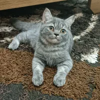 گربه بریتیش نر