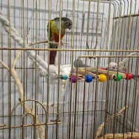 طوطی گرینچیک