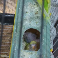 ۲تا جوجه مرغ عشق به همراه مادر شون فقط