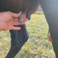 گاو دورگ محلی حامله|حیوانات مزرعه|سنگر, |دیوار