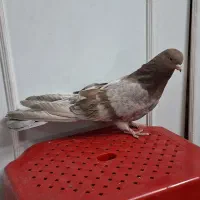 کبوتر نوک قنار نر