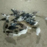 24عدد کفتر پرشی و ضربه|پرنده|سبزوار, اسلام آباد|دیوار