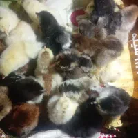 جوجه دیلگونی|حیوانات مزرعه|چرام, |دیوار