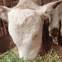 گوساله ماده فروشی