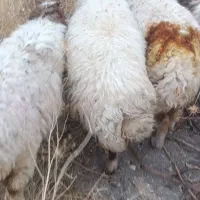 گوسفند